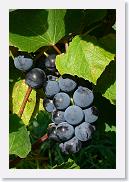 Trauben_1