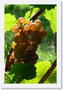 Trauben_5